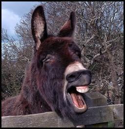 donkeys braying