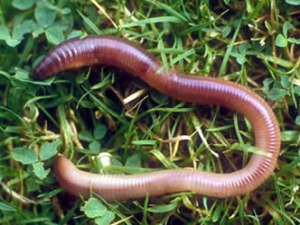earthworm