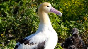 Short_tailed_Albatross1_397x224-1