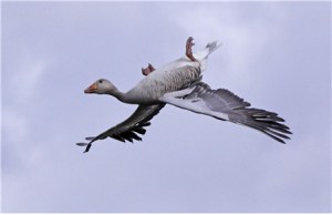 6a00d8341cb34753ef014e607f5dd8970c-800wi