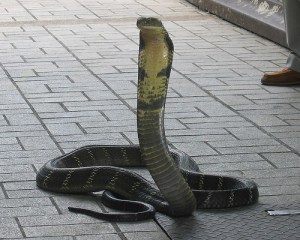 King-Cobra