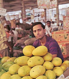 mangoes-3_230_050111023208