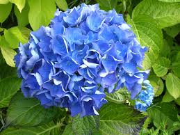 blue flower
