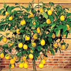 lemon tree
