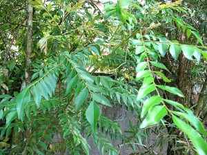 curry leaves tree