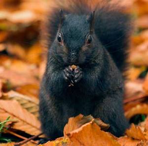 Black_Squirrel_665808c