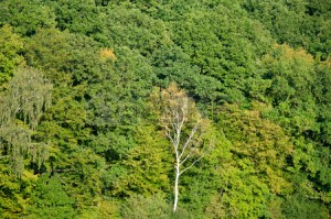 27335087-a-bare-tree-amidst-greenery