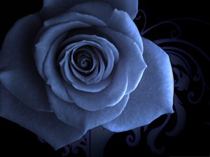 Black-and-Blue-Rose