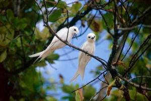 White birds in tree
