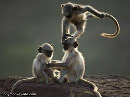 monkeys play
