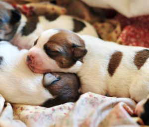 newborn puppies