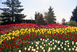 Tulips-Flower-Garden-DFL-0143