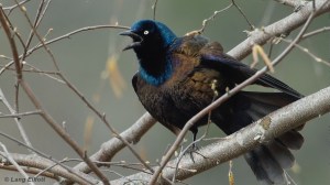 common_grackle_featured_image