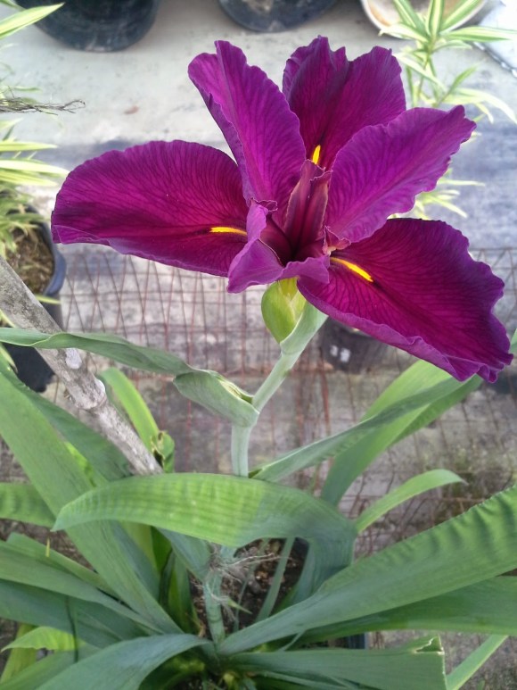 phone pictures 5-19-2014 045