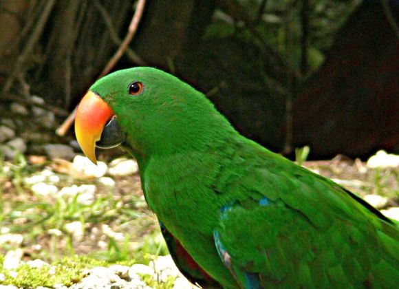 desktop-hd-green-parrot-bird-images