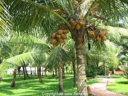 coconut trees.